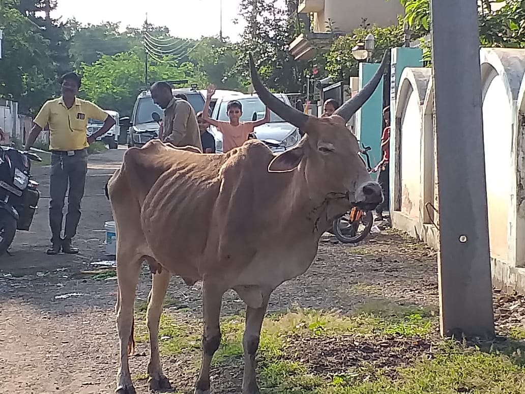A stray bull awaiting rescue