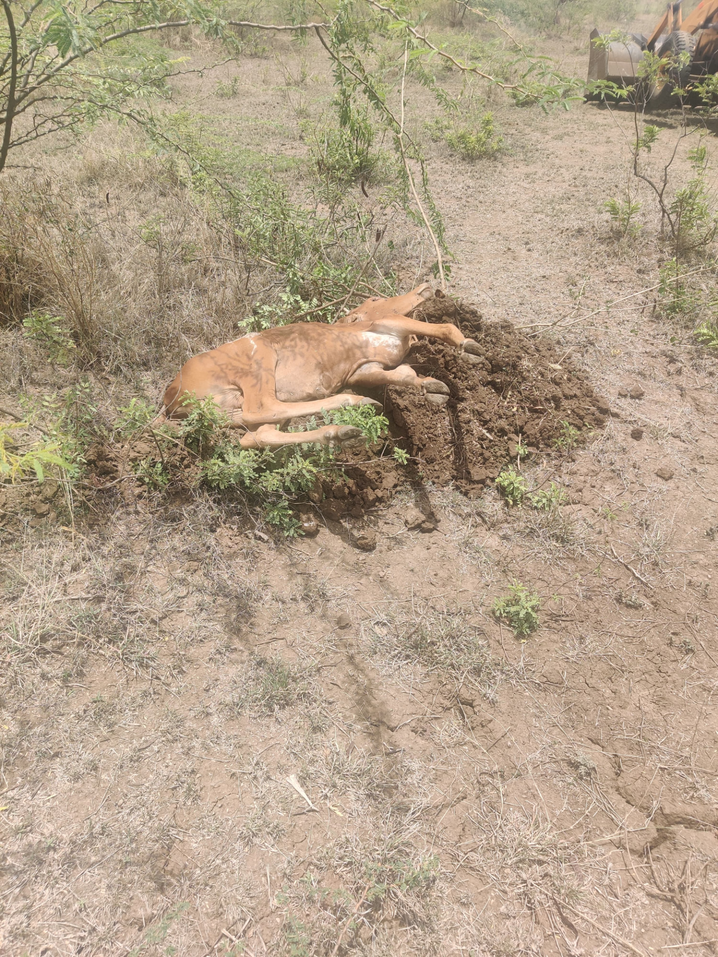 Reaching an abandoned calf in the field