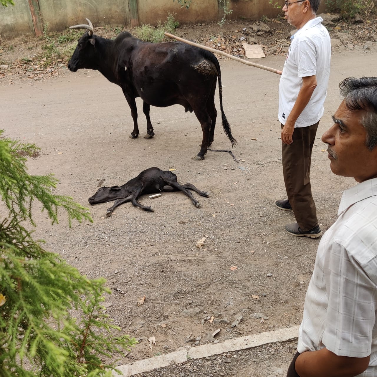 Caring for a mother cow and her calf