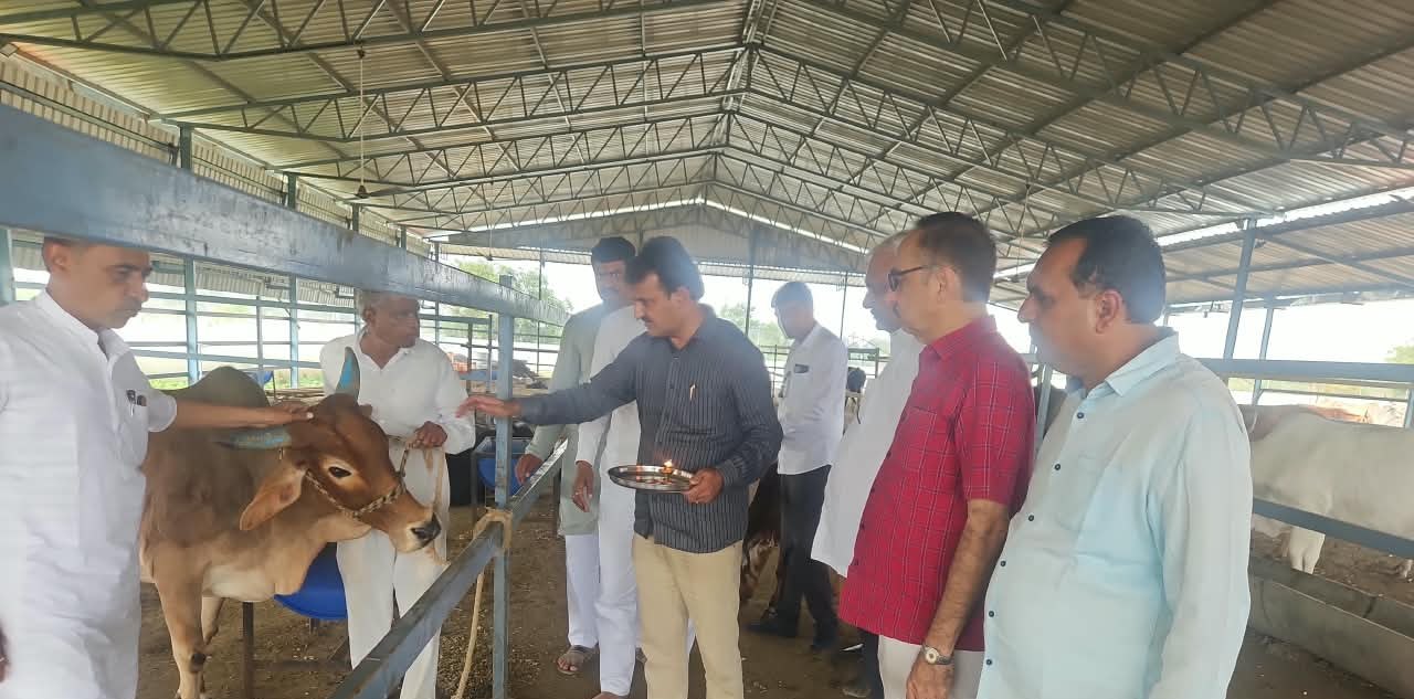Visitors offering gau seva