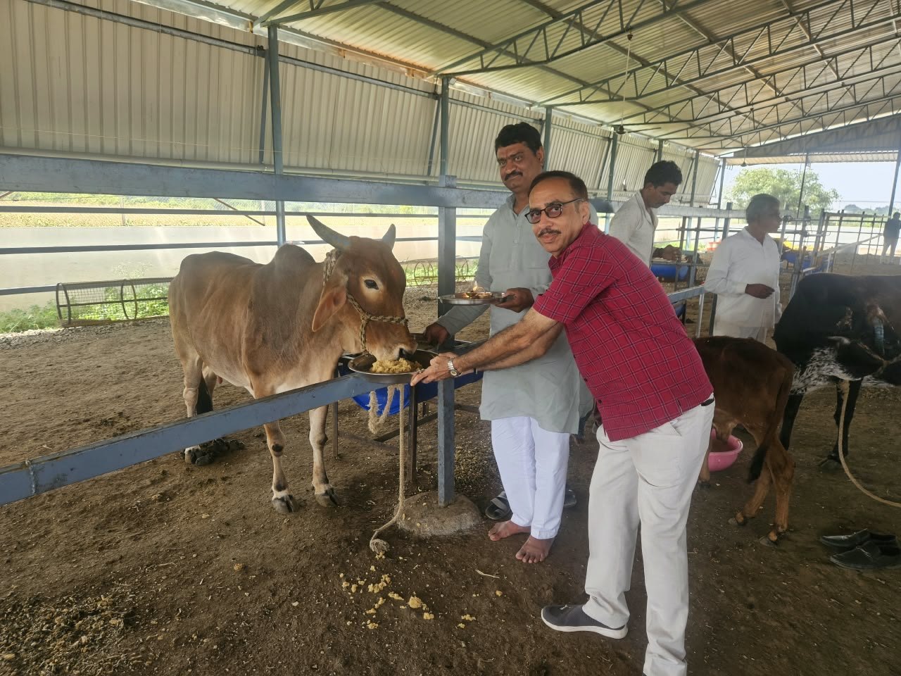 Feeding a cow during a visit