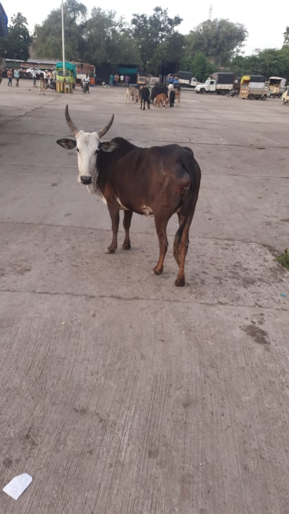 A rescued cow resting safely