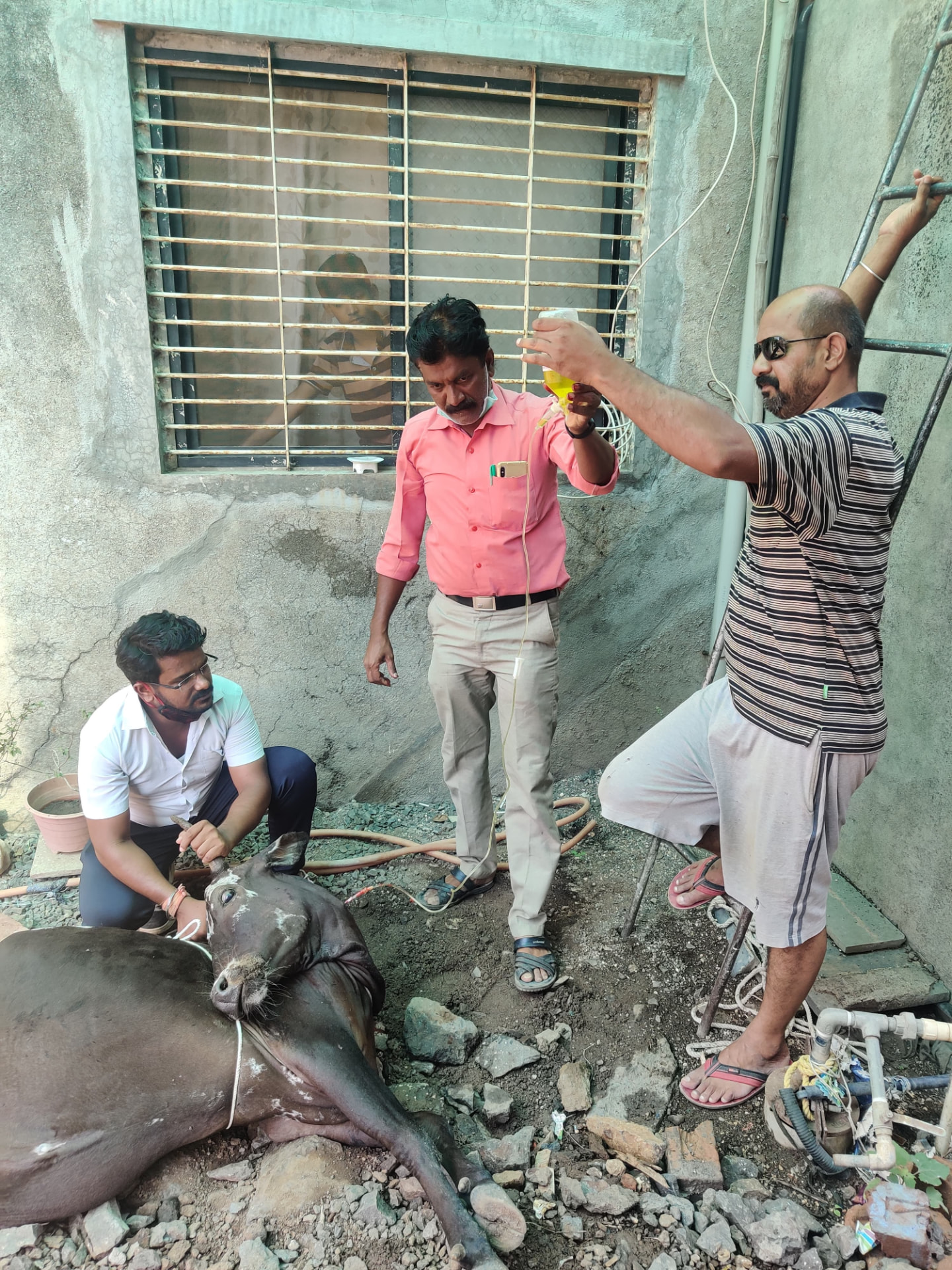 Emergency care — IV drip for an injured cow