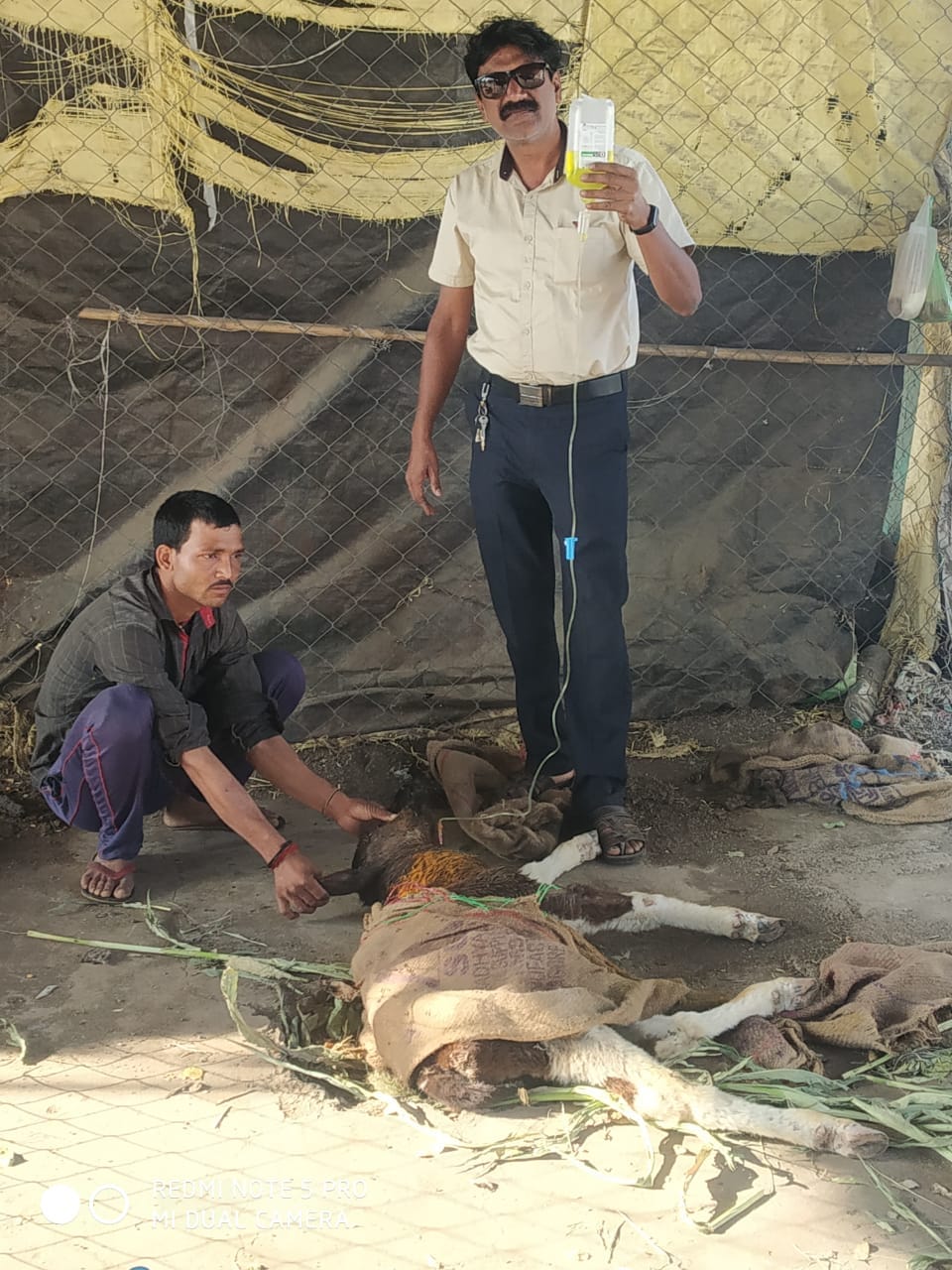 Emergency treatment for a sick calf