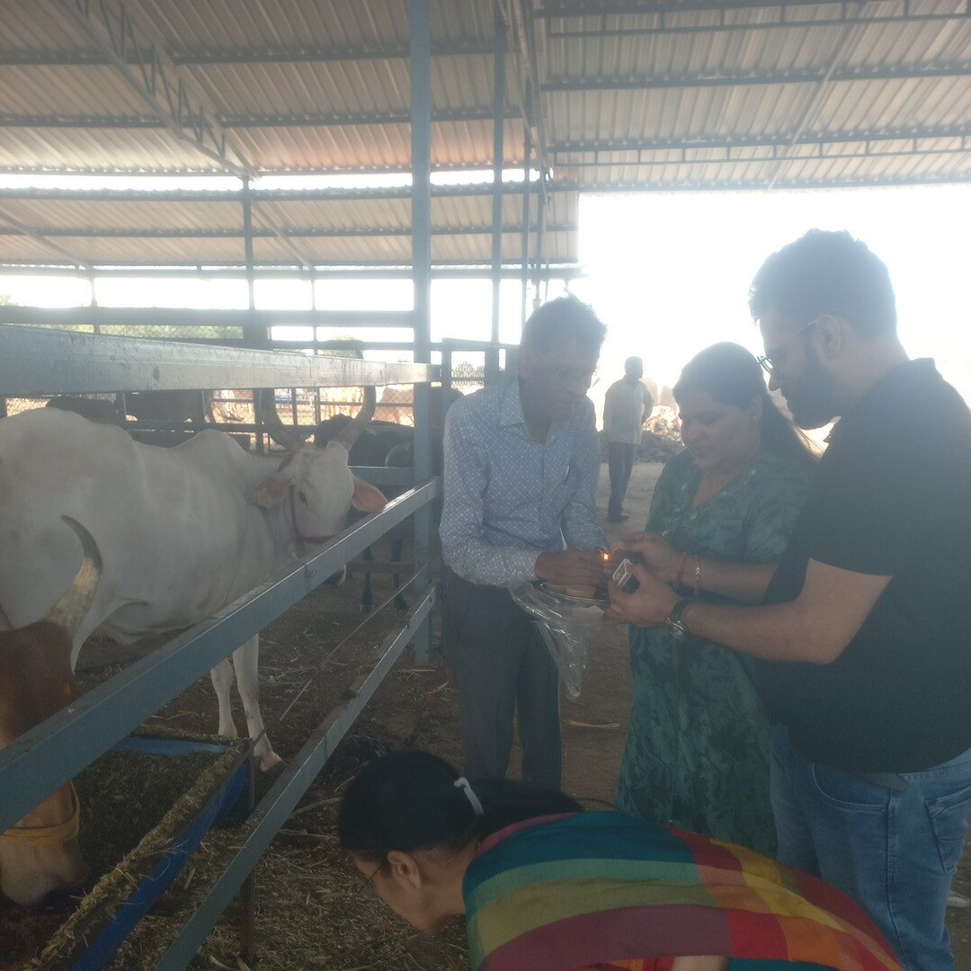 Blessings and seva with the cows