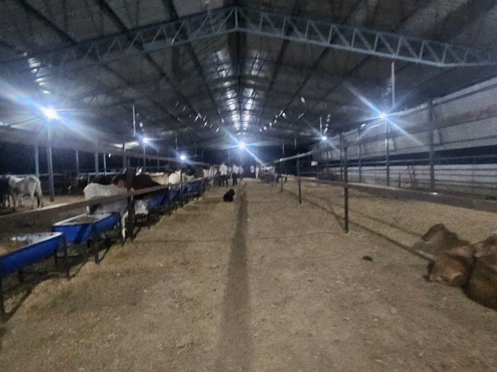 Our spacious cow shelter at night