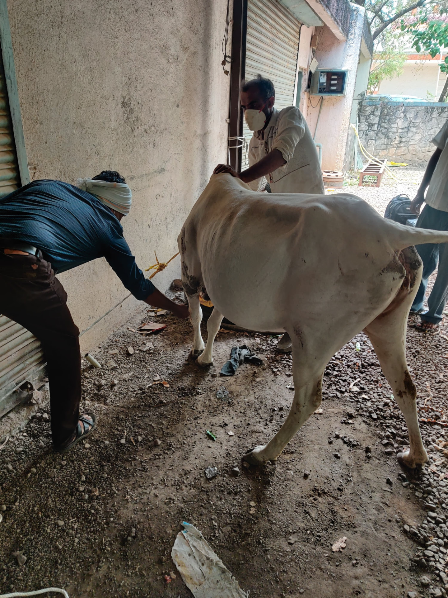 Health examination of a rescued cow