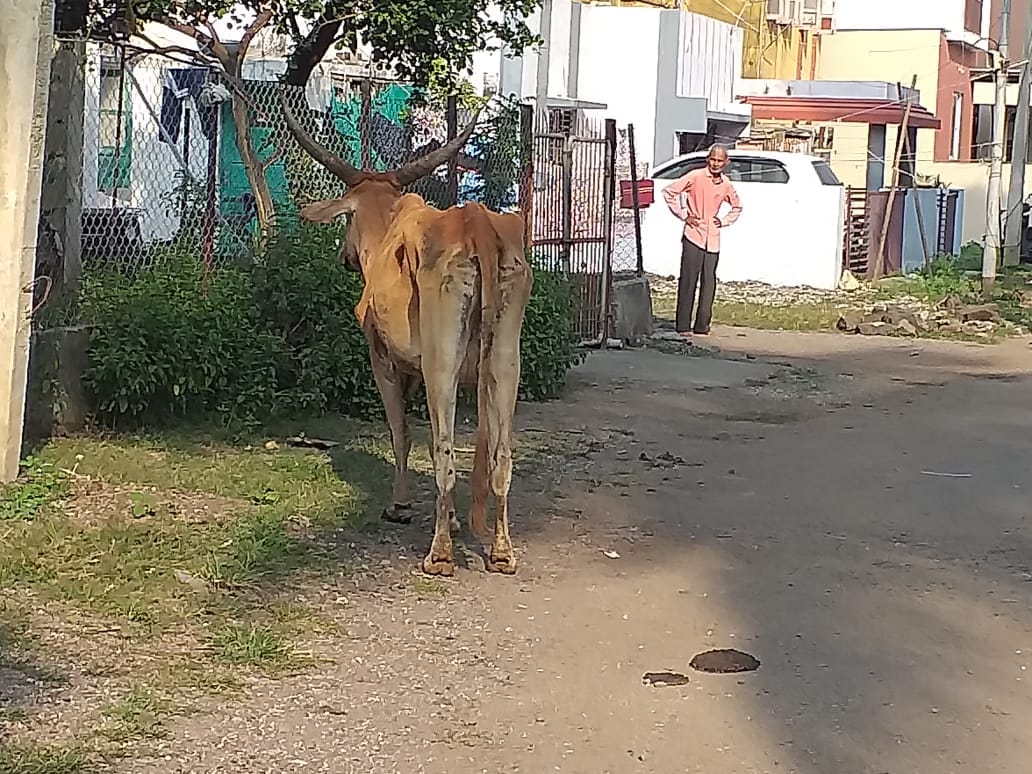 A rescued cow brought to safety