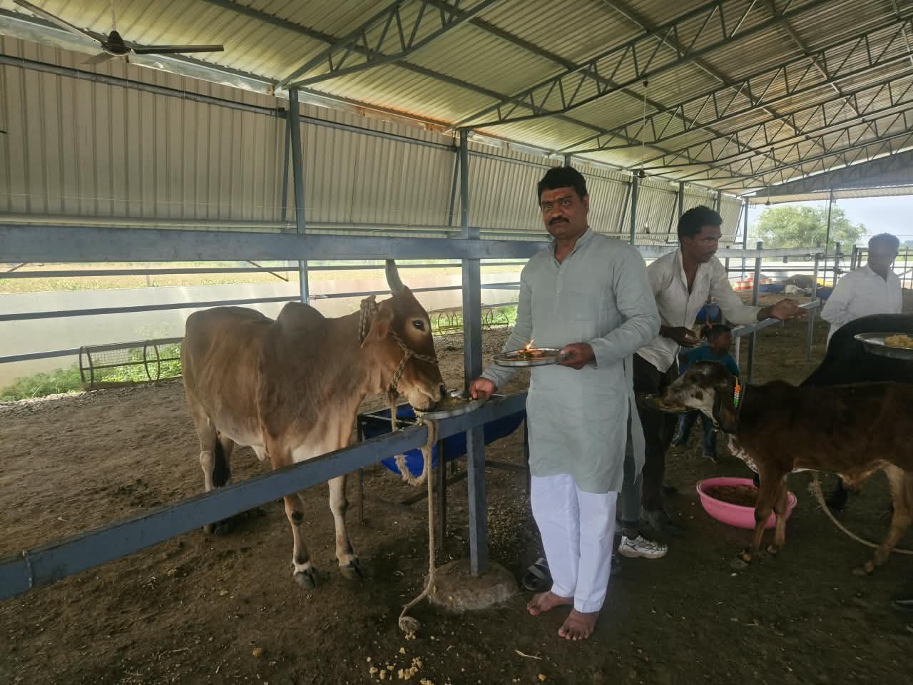 Gau seva offering to a cow