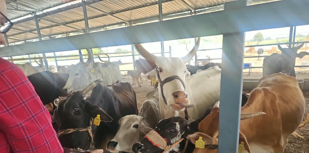 Feeding the cows with love